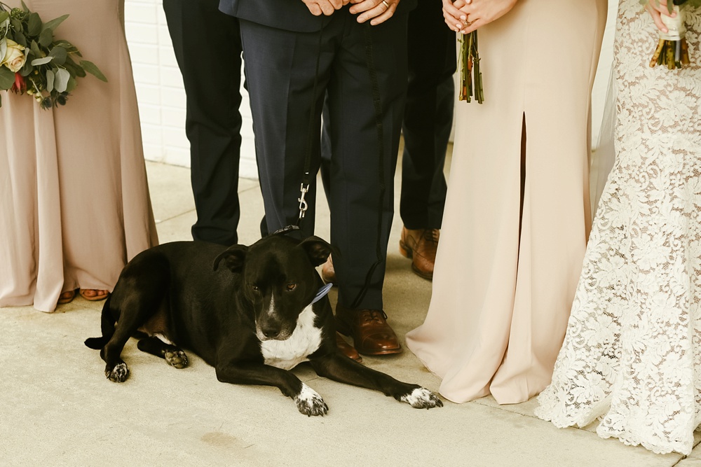 dog posing with wedding party at pine valley country club wedding