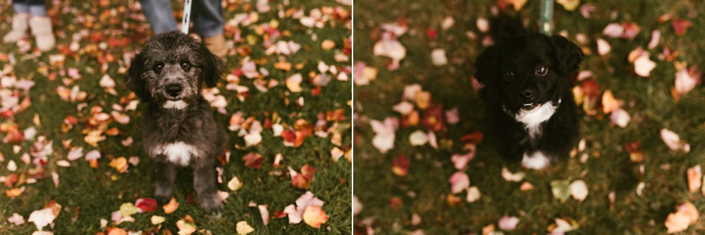 dogs in autumn leaves at downtown fort wayne engagement session