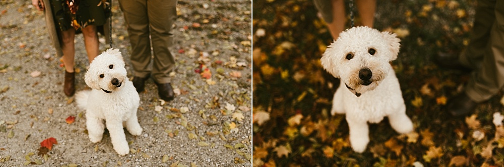 dog playing in leaves at chain o'lakes fall engagement session