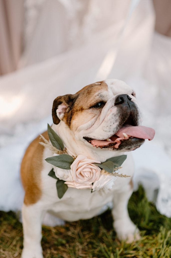 A dog with wedding flowers around her neck for this Union 12 wedding in Indiana. 