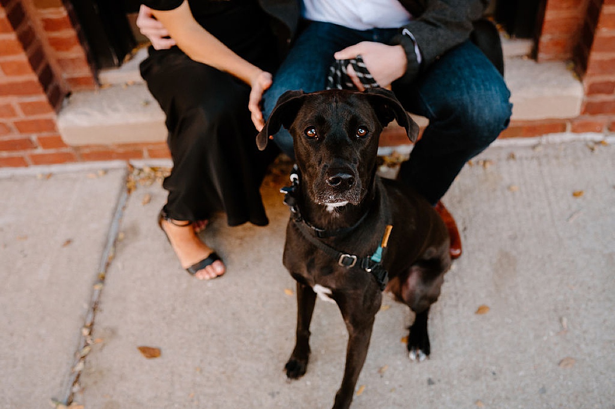 dog looks straight into the camera while his humans are in the background during puppy love engagement session