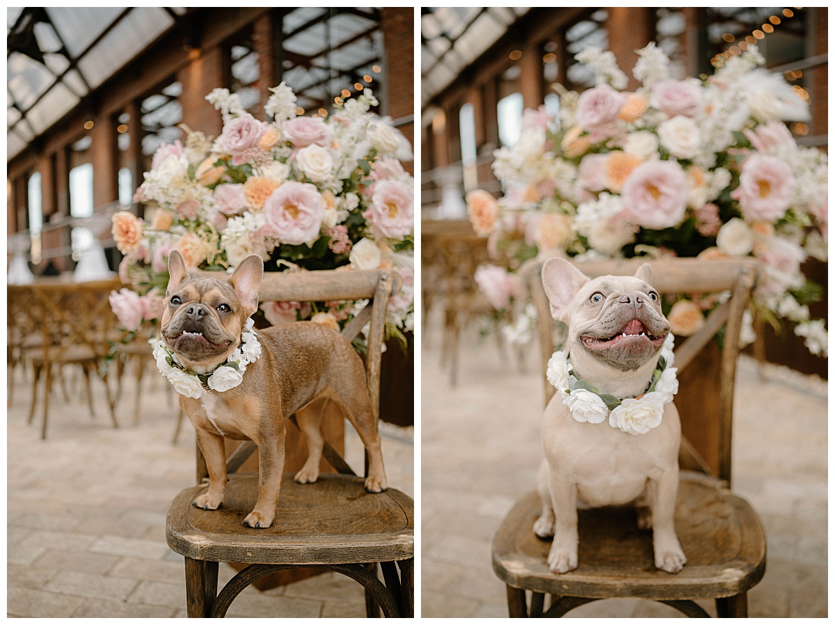 frenchie downs wear flower collars and sit on chairs by Indigo Lace Collective